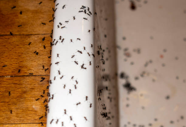 Best Ant Control Services  in Sheboygan Falls, WI