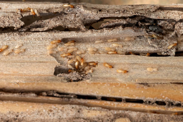Best Commercial Pest Control Services  in Sheboygan Falls, WI